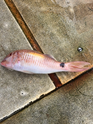 本部釣りイカダ 釣果