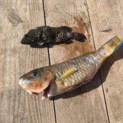 本部釣りイカダ 釣果