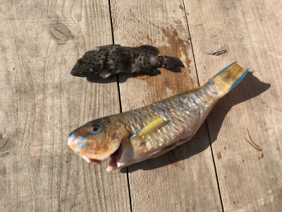 本部釣りイカダ 釣果