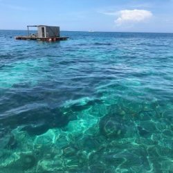 本部釣りイカダ 釣果