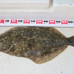 松本釣船２ 釣果