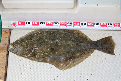 松本釣船２ 釣果