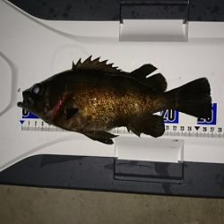 ルアー船マヒマヒ 釣果