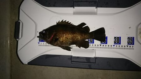 ルアー船マヒマヒ 釣果