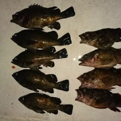 ルアー船マヒマヒ 釣果