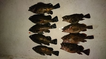 ルアー船マヒマヒ 釣果