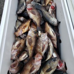 オーフリー 釣果