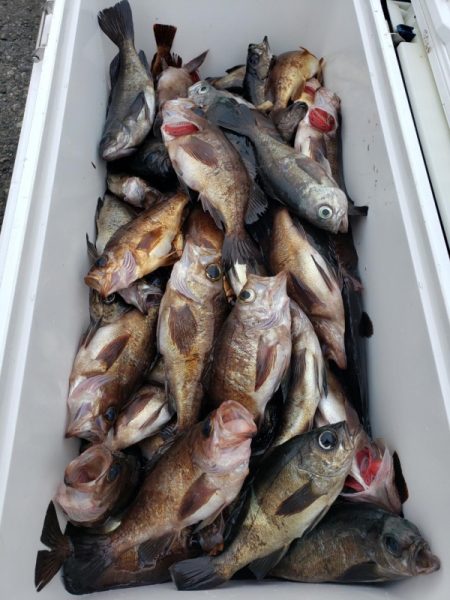 オーフリー 釣果