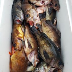 オーフリー 釣果