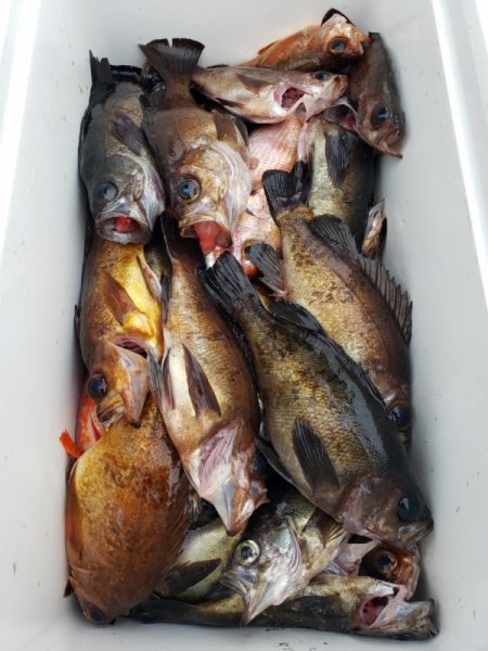 オーフリー 釣果