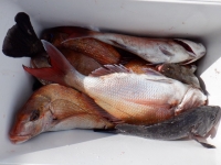 遊漁船 幸友丸 釣果