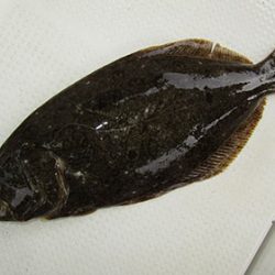 松本釣船２ 釣果