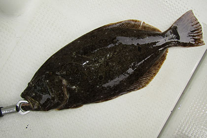 松本釣船２ 釣果