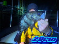 オーシャンマスター 釣果