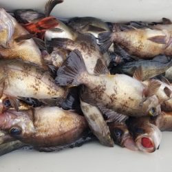 オーフリー 釣果