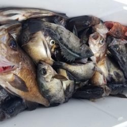 オーフリー 釣果