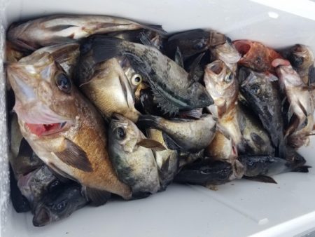 オーフリー 釣果