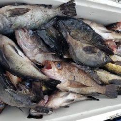 オーフリー 釣果