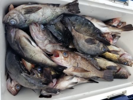 オーフリー 釣果