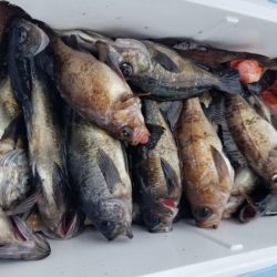 オーフリー 釣果