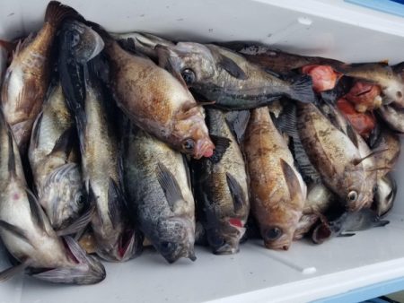 オーフリー 釣果