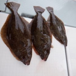 遊漁船 幸友丸 釣果