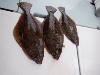 遊漁船 幸友丸 釣果