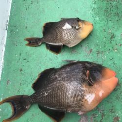 本部釣りイカダ 釣果