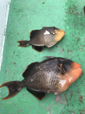 本部釣りイカダ 釣果