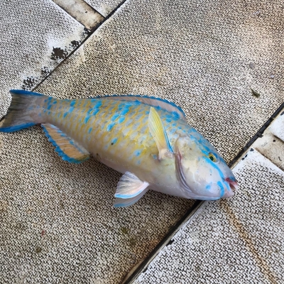 本部釣りイカダ 釣果