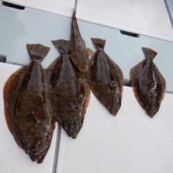 遊漁船 幸友丸 釣果