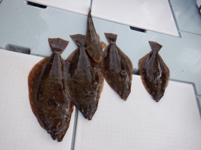 遊漁船 幸友丸 釣果