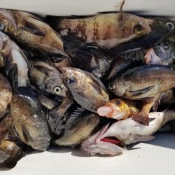 オーフリー 釣果