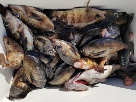 オーフリー 釣果