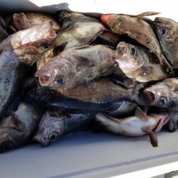 オーフリー 釣果