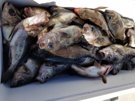 オーフリー 釣果