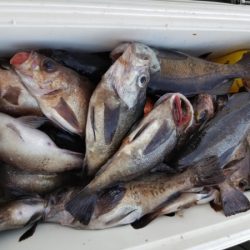 オーフリー 釣果