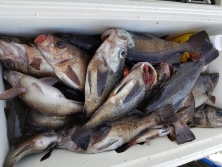 オーフリー 釣果