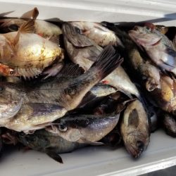 オーフリー 釣果