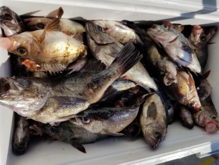 オーフリー 釣果