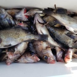 オーフリー 釣果