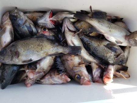 オーフリー 釣果