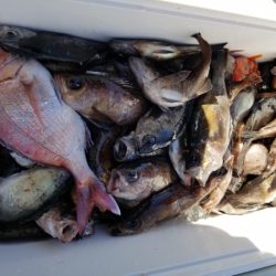 オーフリー 釣果