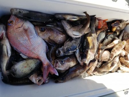 オーフリー 釣果