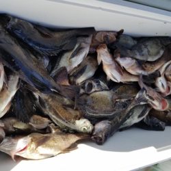 オーフリー 釣果