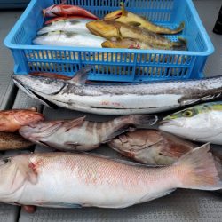 ブルーピア 釣果