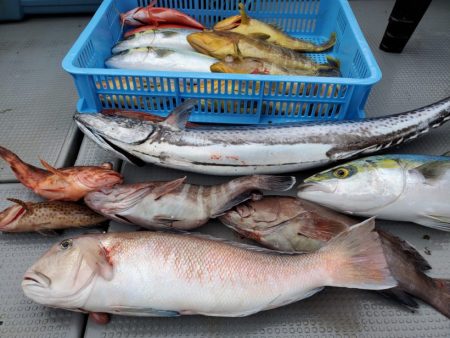 ブルーピア 釣果