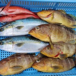 ブルーピア 釣果