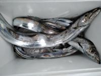 おおせき丸 釣果