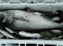 長栄丸(静岡) 釣果